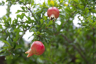 Low angle view of apple on tree