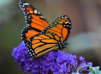 Close-up of butterfly on purple flower