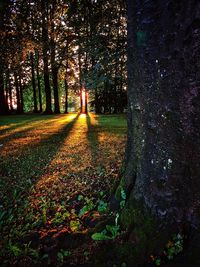 Trees in forest during autumn