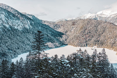 Pine trees on snowcapped mountains against sky