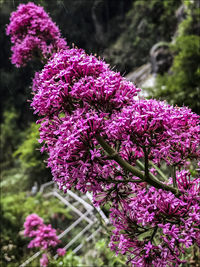 Close-up of pink flowers blooming on tree