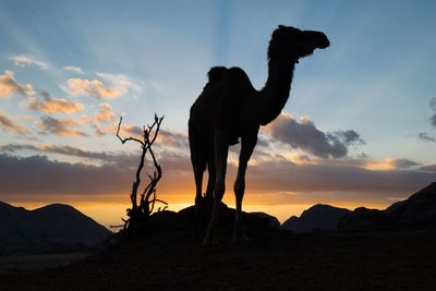 Silhouette horse standing on mountain against sky during sunset