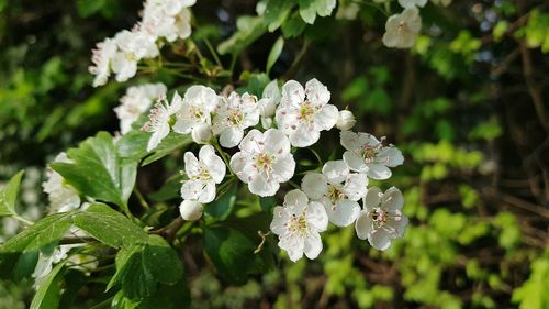 Close-up of white flowering plant