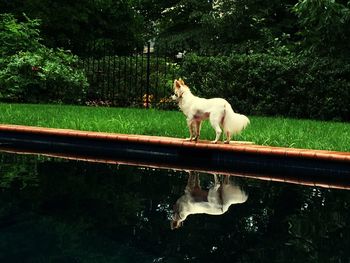 Dog on landscape by water