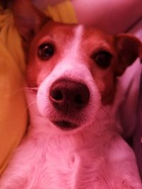 Close-up portrait of puppy