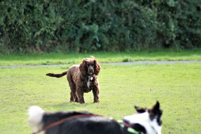 Dog standing on field