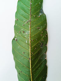 Close-up of wet leaf against white background