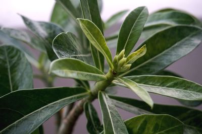 Close-up of fresh green leaves