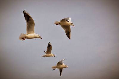 Low angle view of seagulls flying