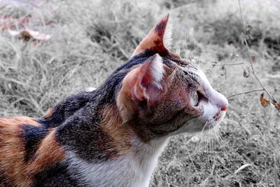 Close-up of cat on field