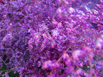 Close-up of purple flowering plant