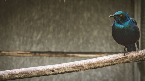 Close-up of bird perching on railing