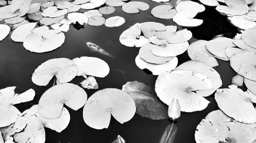 Leaves floating on water