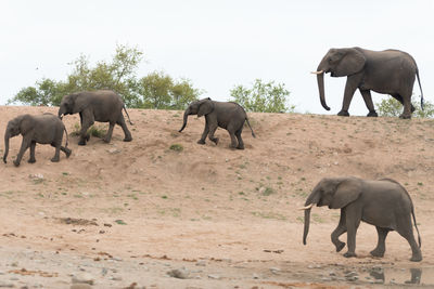 Elephant walking in a horse