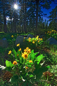Yellow flowering plants on field against bright sun