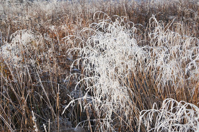 Close-up of wheat field