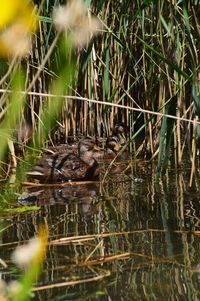 Close-up of bird by lake