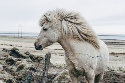 Icelandic horse standing at beach against cloudy sky