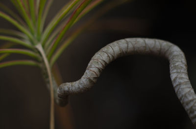 Close-up of plant against blurred background