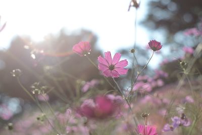 Close-up of pink cosmos flowers blooming outdoors