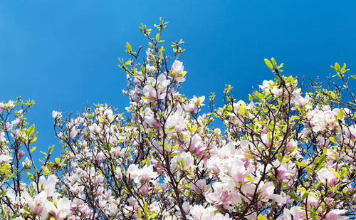 Low angle view of cherry blossom against blue sky