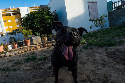 Close-up of dog on grass against sky