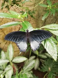 Butterfly on leaf