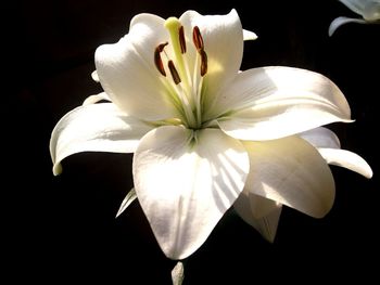 Close-up of white flower against black background