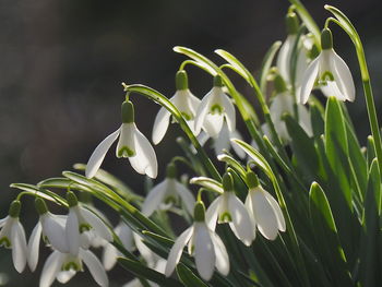 Close-up of white flowering plant