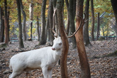 White deer albínó in a field