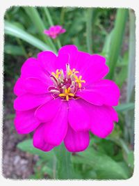 Close-up of pink flower