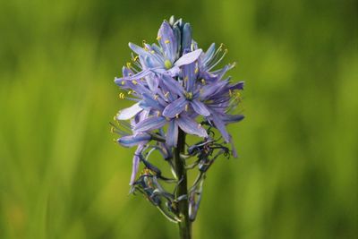 Close-up of purple flowering plant