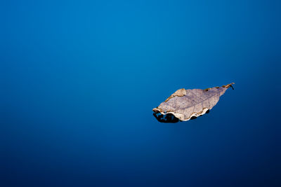 Dry leaves on blue water surface