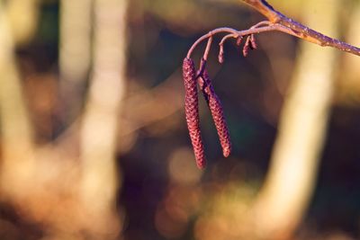 Close-up of hanging outdoors