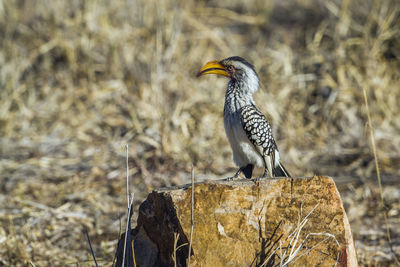 Bird perching on wooden post