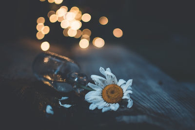 Close-up of white flower in bottle on table at night