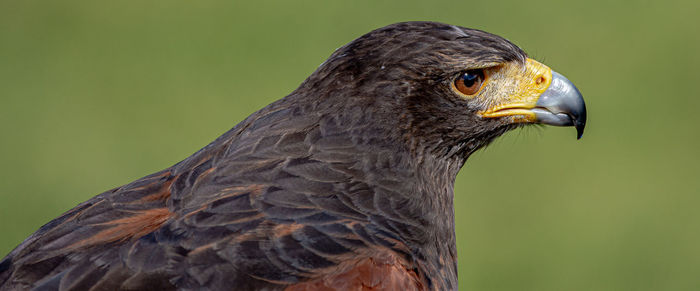 Close-up of a bird looking away