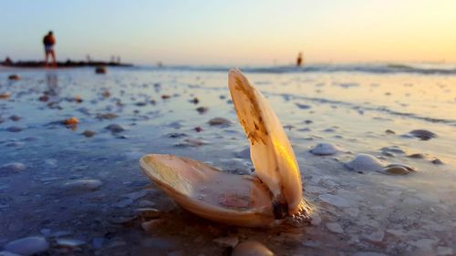 Close-up of leaf on beach