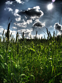 Scenic view of field against cloudy sky