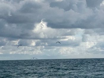 View of birds flying over sea
