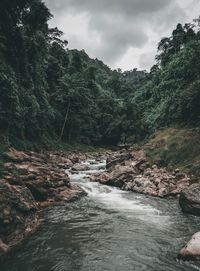 River flowing amidst rocks in forest against sky