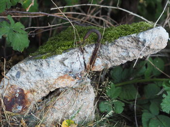 Close-up of moss growing on tree trunk