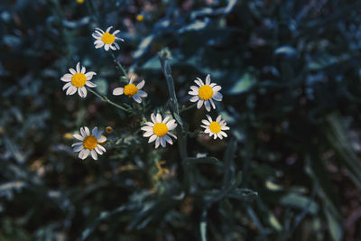 Close-up of purple flowering plants