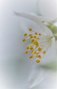 Close-up of white rose flower