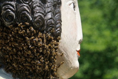 Close-up of bee