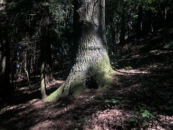 View of trees in forest