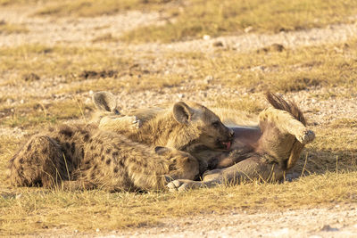 Cheetah on field