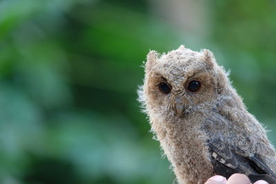 Close-up portrait of bird against blurred background