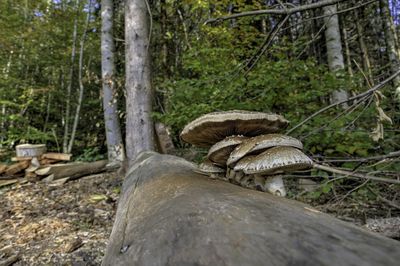 Stack of mushrooms growing on tree trunk in forest