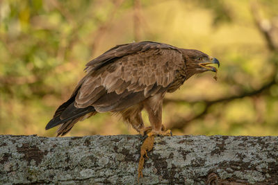 Close-up of bird perching on tree